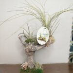 Σύνθεση με αερόφυτα.