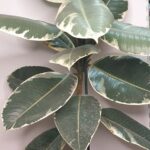 Φίκος ελάστικα