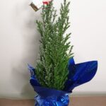 Χαμαικύπαρις Εllwoody χιονισμένο