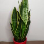 Σανσεβιέρια