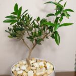 Καλλωπιστική ελιά