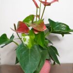 Ανθούριο σε πήλινο κασπό