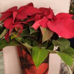 Αλεξανδρινό