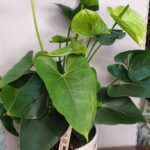 Ανθούριο σε elegant κασπό