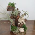 Σύνθεση με αερόφυτα . .