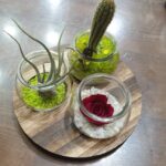 Σύνθεση με αερόφυτο, κάκτο και mini forever rose