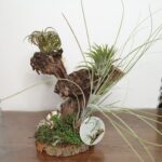 Σύνθεση με αερόφυτα . . .