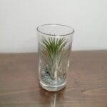 Αερόφυτο σε κυλινδρική γυάλα