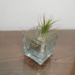 Αερόφυτο σε τετράγωνη γυάλα