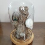 Αερόφυτο με forever rose σε γυάλινη καμπάνα