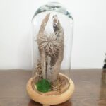 Αερόφυτο σε γυάλινη καμπάνα