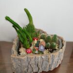 Κακτάκια σε ξύλινο κασπό