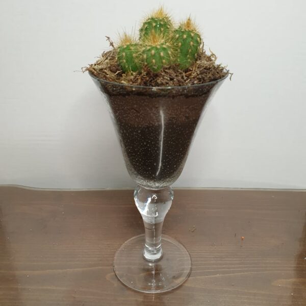 cactus 3