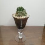 Κακτάκι σε μικρό γυάλινο ποτήρι