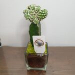 Κάκτος σε γυάλα