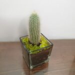 Κακτάκι σε γυάλα