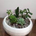 Σύνθεση με παχύφυτα