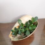 Κοχύλι με παχύφυτα