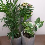 Σύνθεση σε φυσικό μπαμπού