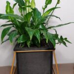 Σύνθεση elegant