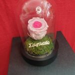 Καμπάνα με δίχρωμο ροζ forever rose