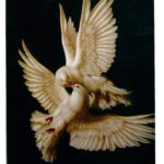 Ριζόχαρτο 2888