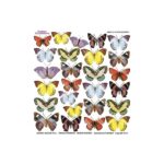 Τυπωμένo φύλλο-Ζελατίνη για Sospeso STS3.14, Little butterfly