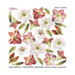 Τυπωμένo φύλλο-Ζελατίνη για Sospeso STS5.04, Amaryllis