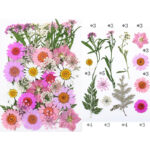 Πεπιεσμένα λουλούδια για Ρητίνη – Μαργαρίτες μούλτι